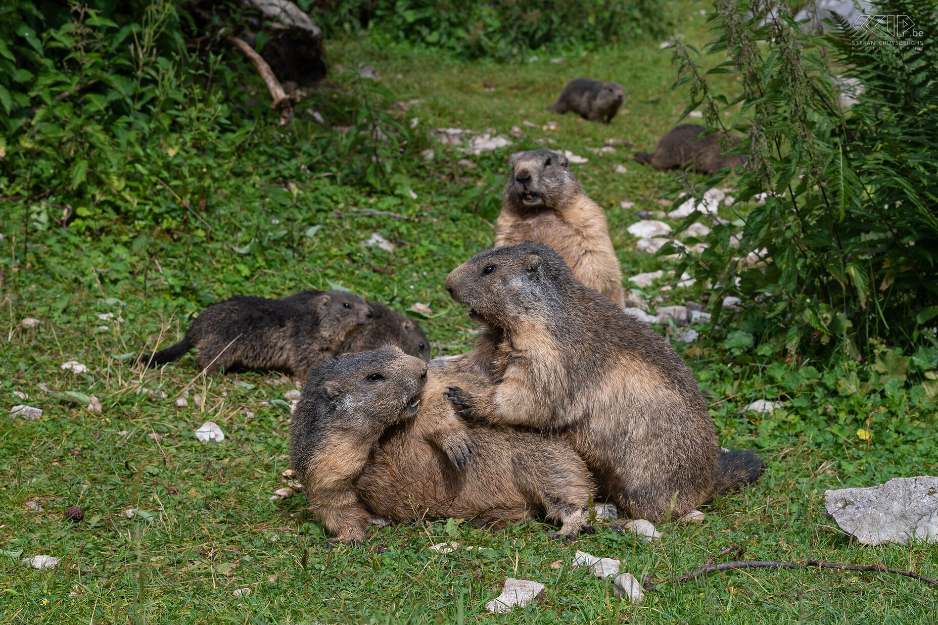 Bachalm - Vechtende alpenmarmotten  Stefan Cruysberghs